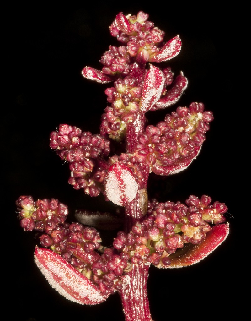 Oakleaf Goosefoot photo 2