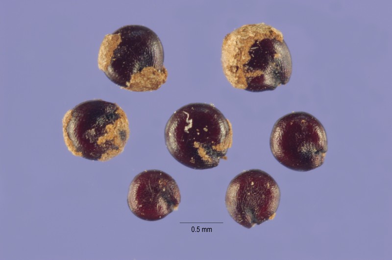 Oakleaf Goosefoot photo 3