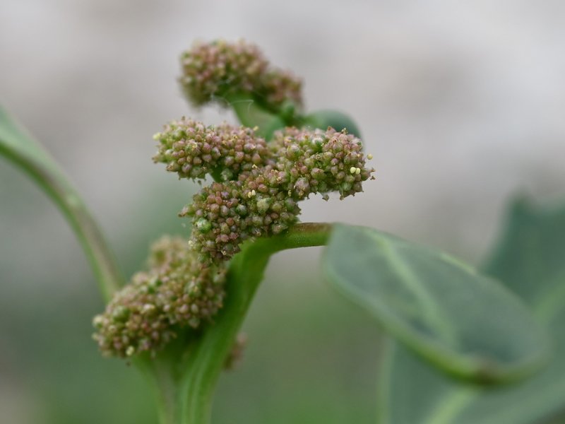 Oakleaf Goosefoot photo 4