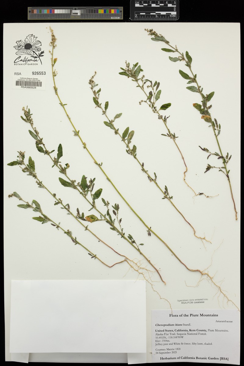 Hians Goosefoot
