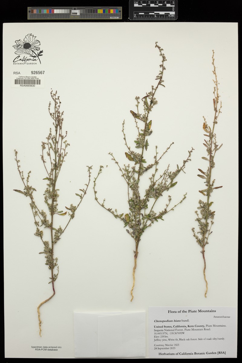 Hians Goosefoot photo 2