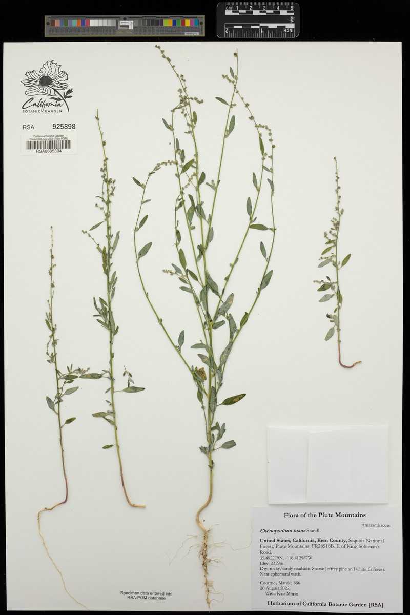 Hians Goosefoot photo 3