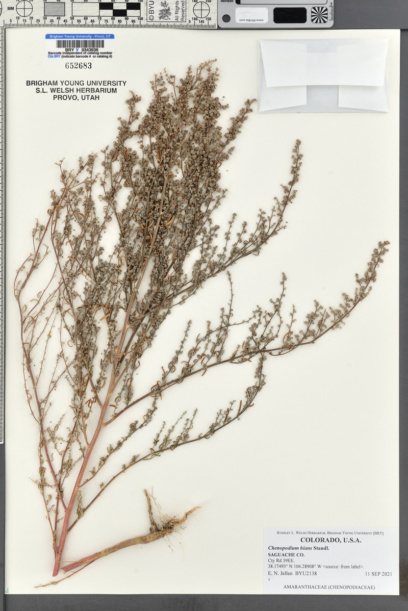 Hians Goosefoot photo 4