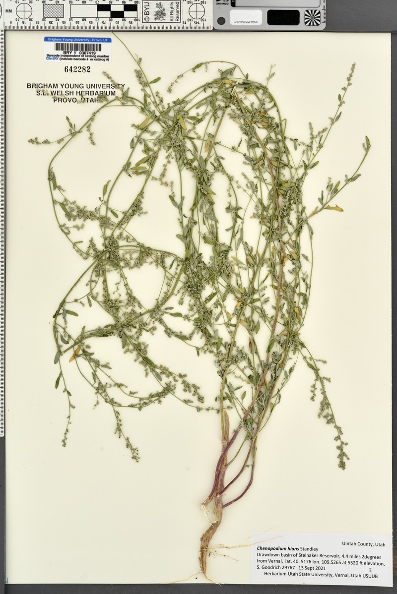 Hians Goosefoot photo 5