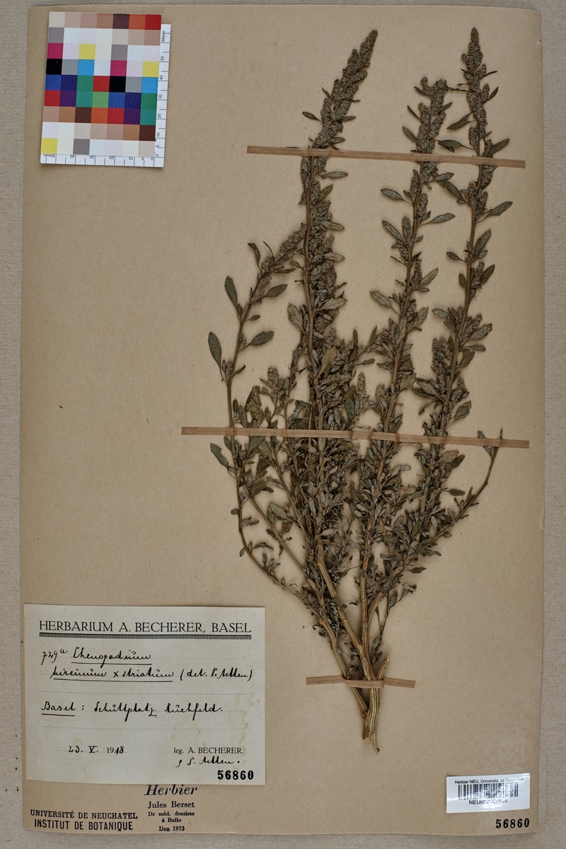 Avian Goosefoot photo 2