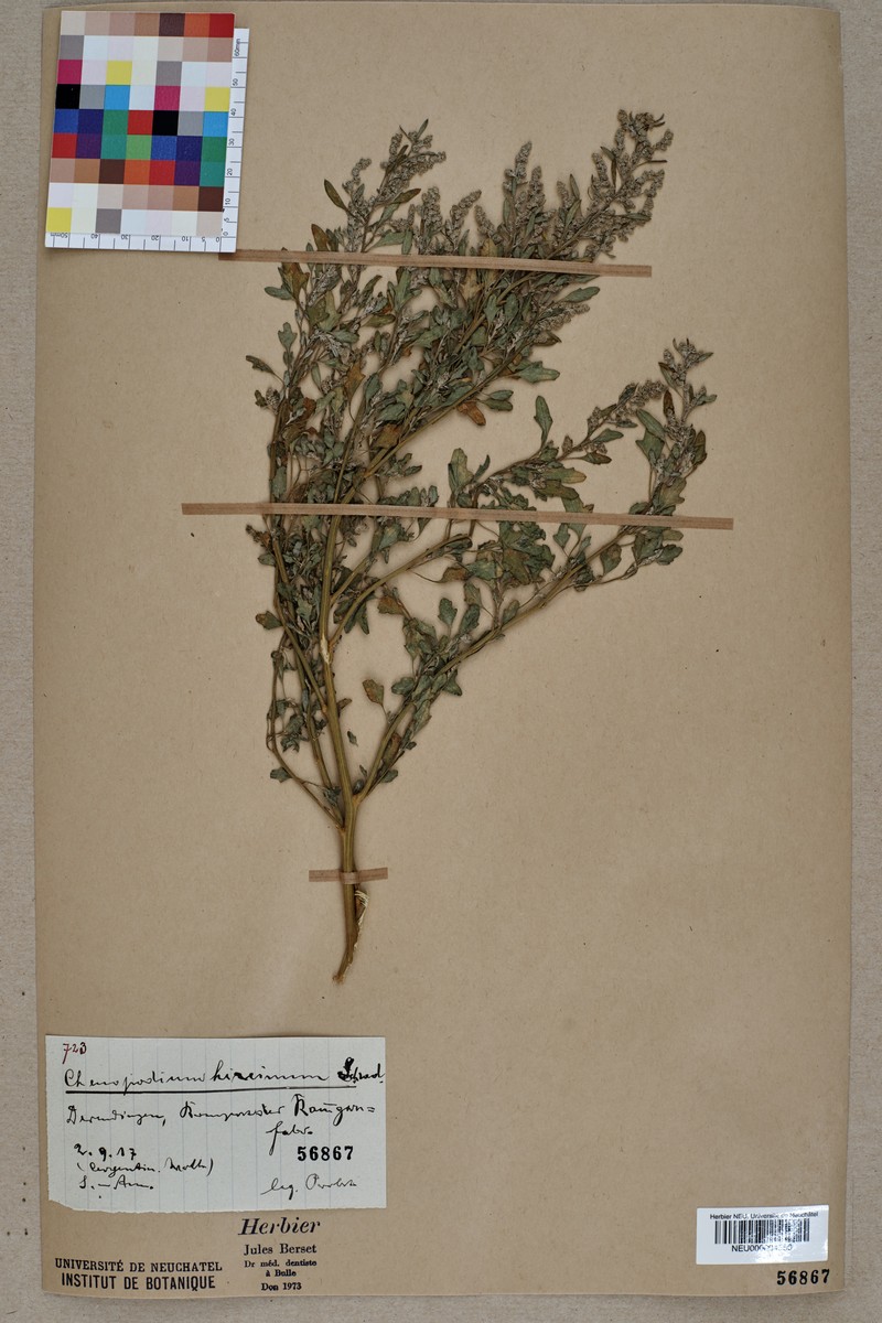 Avian Goosefoot