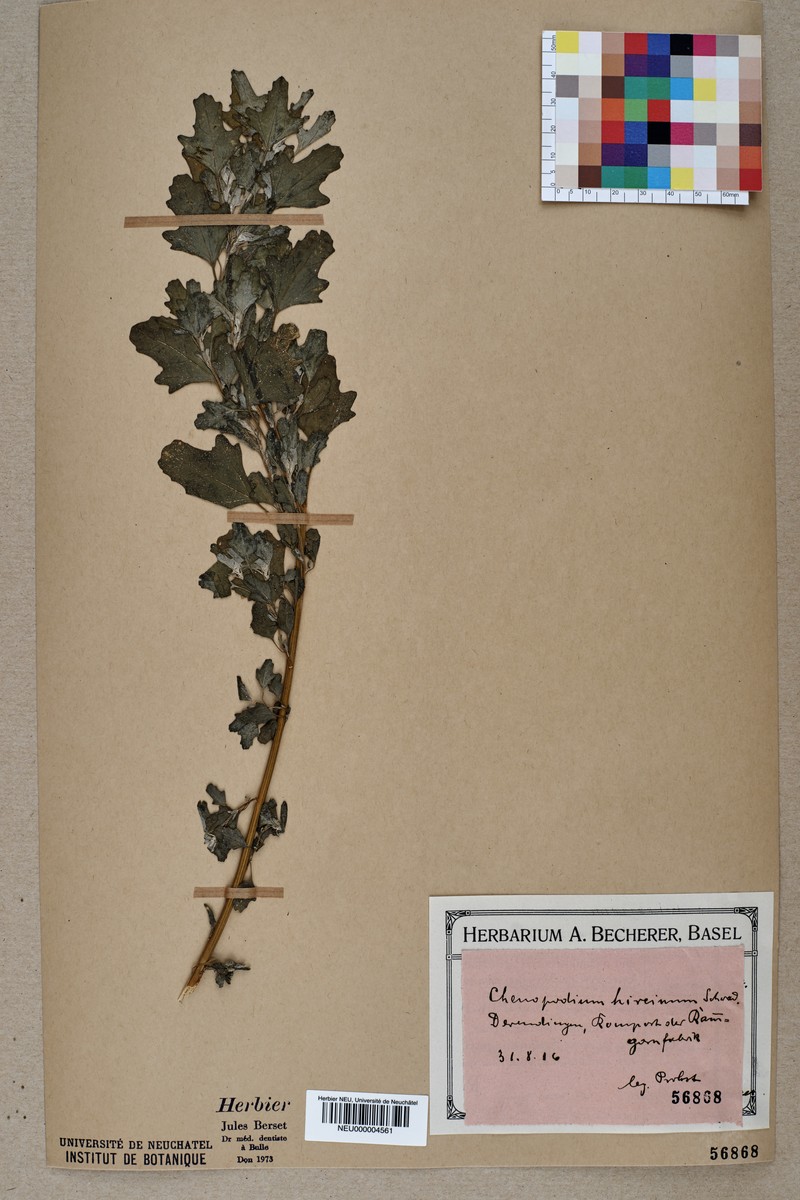 Avian Goosefoot photo 3