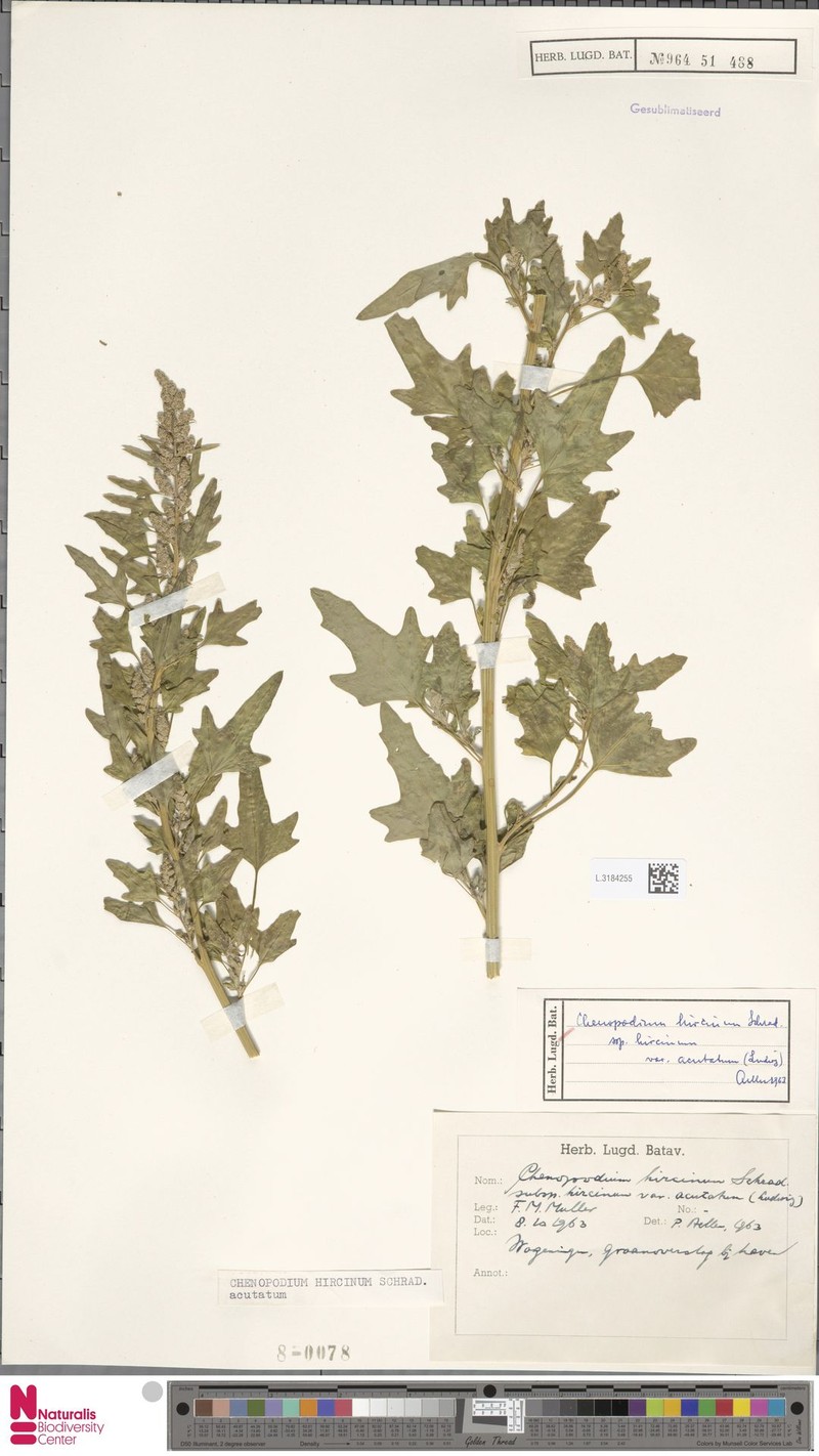 Chenopodium hircinum subsp. hircinum