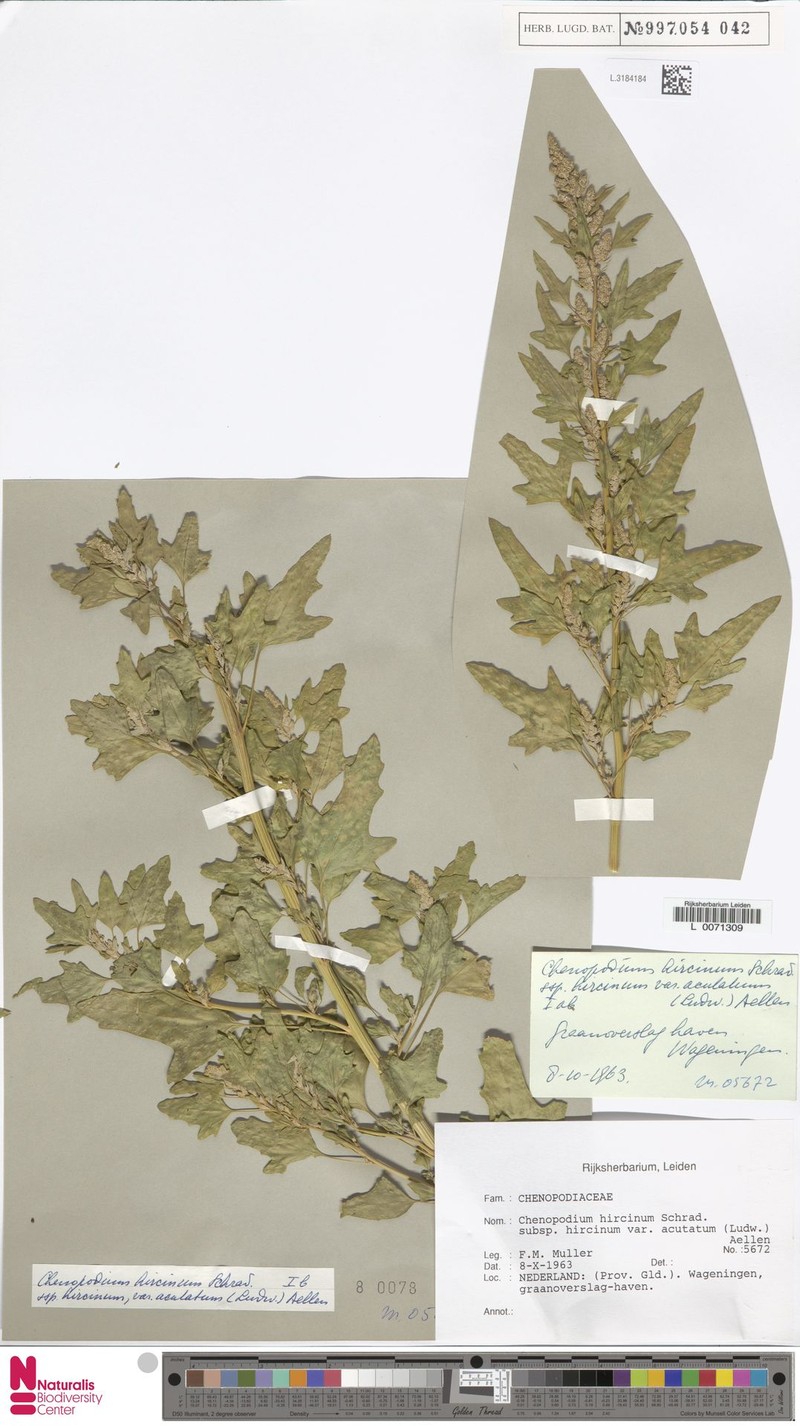 Chenopodium hircinum subsp. hircinum photo 2