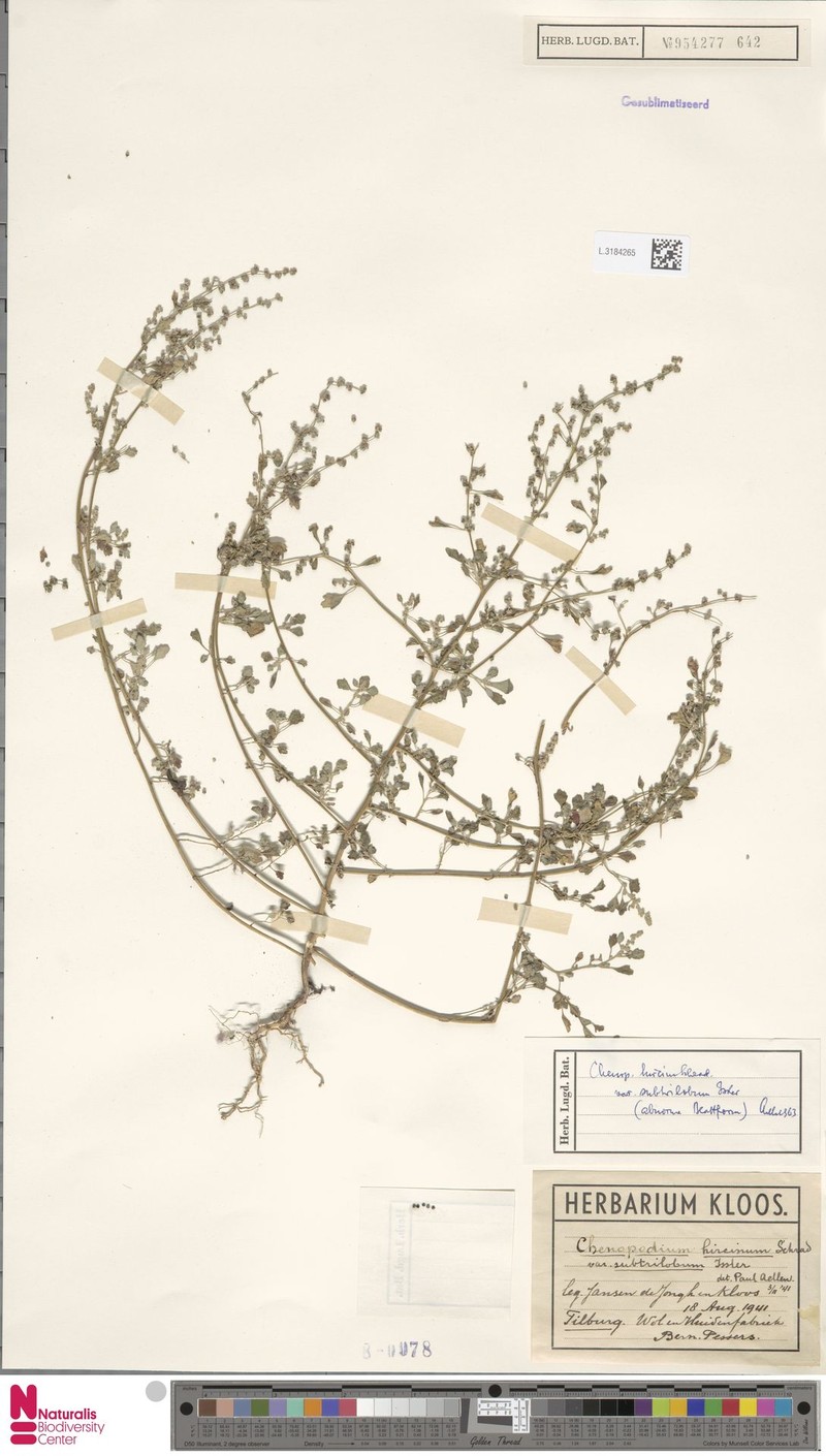 Chenopodium hircinum subsp. hircinum photo 3