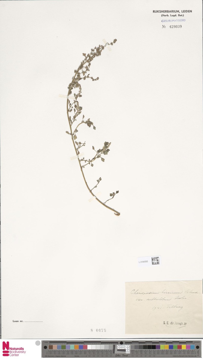 Chenopodium hircinum subsp. hircinum photo 4