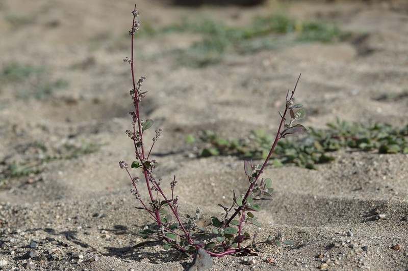 Chenopodium hoggarense
