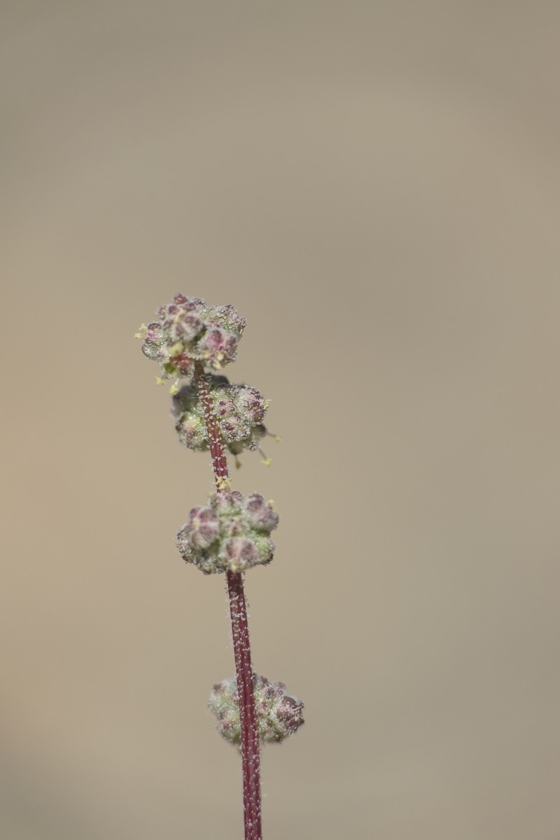 Chenopodium hoggarense photo 3