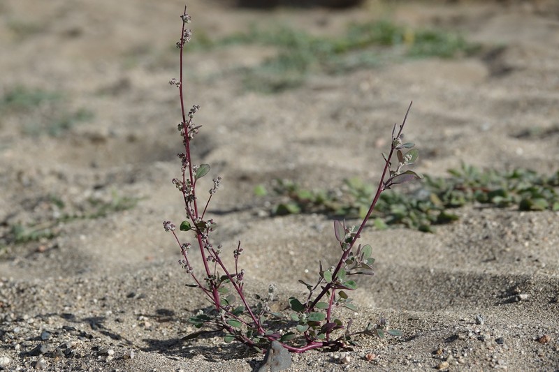 Chenopodium hoggarense photo 4