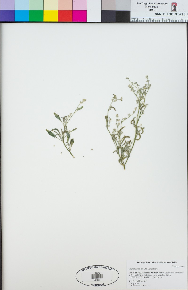 Chenopodium howellii