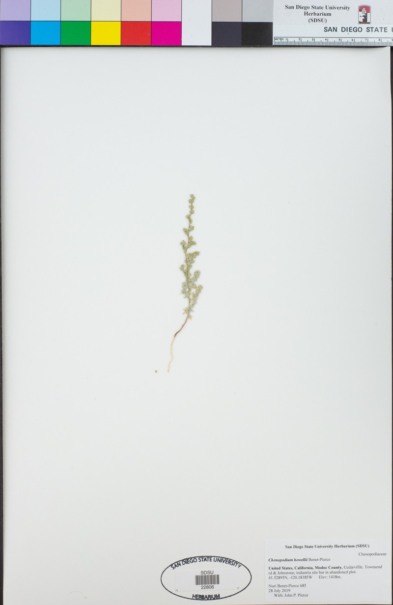 Chenopodium howellii photo 2