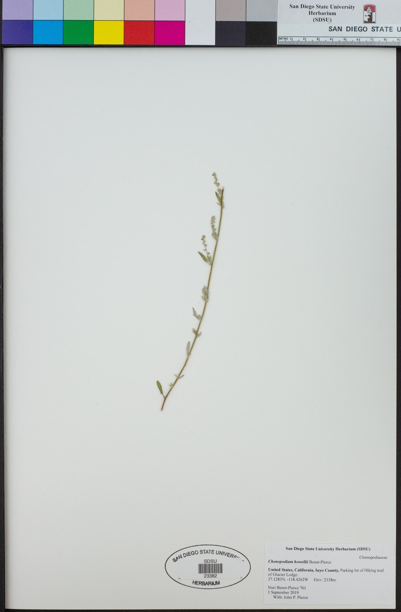 Chenopodium howellii photo 4