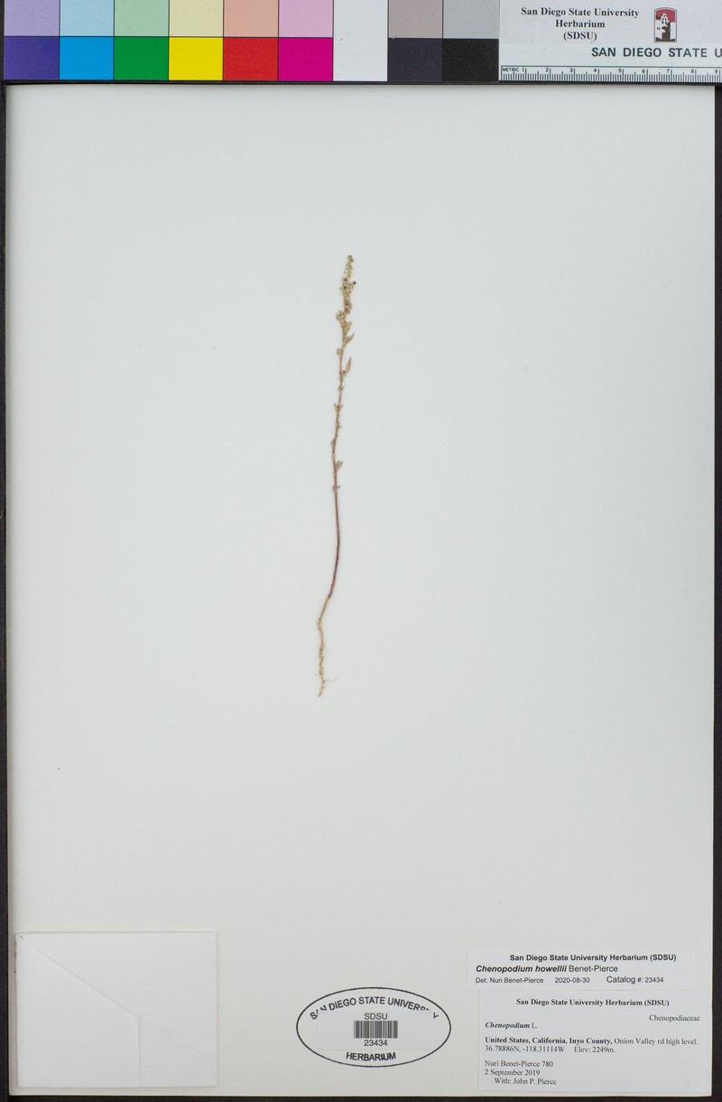 Chenopodium howellii photo 5