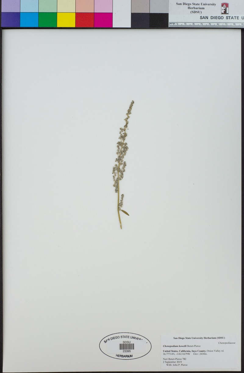 Chenopodium howellii photo 6
