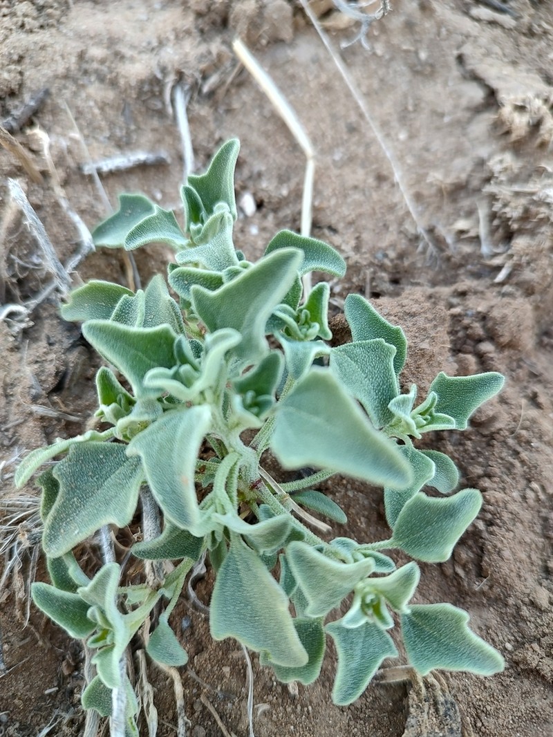 Mealy Goosefoot