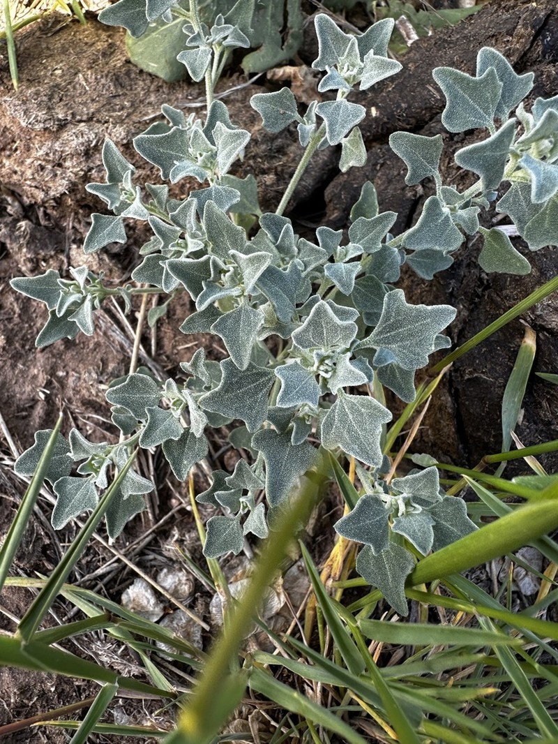 Mealy Goosefoot photo 2