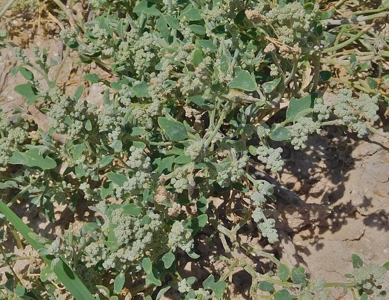 Mealy Goosefoot photo 3