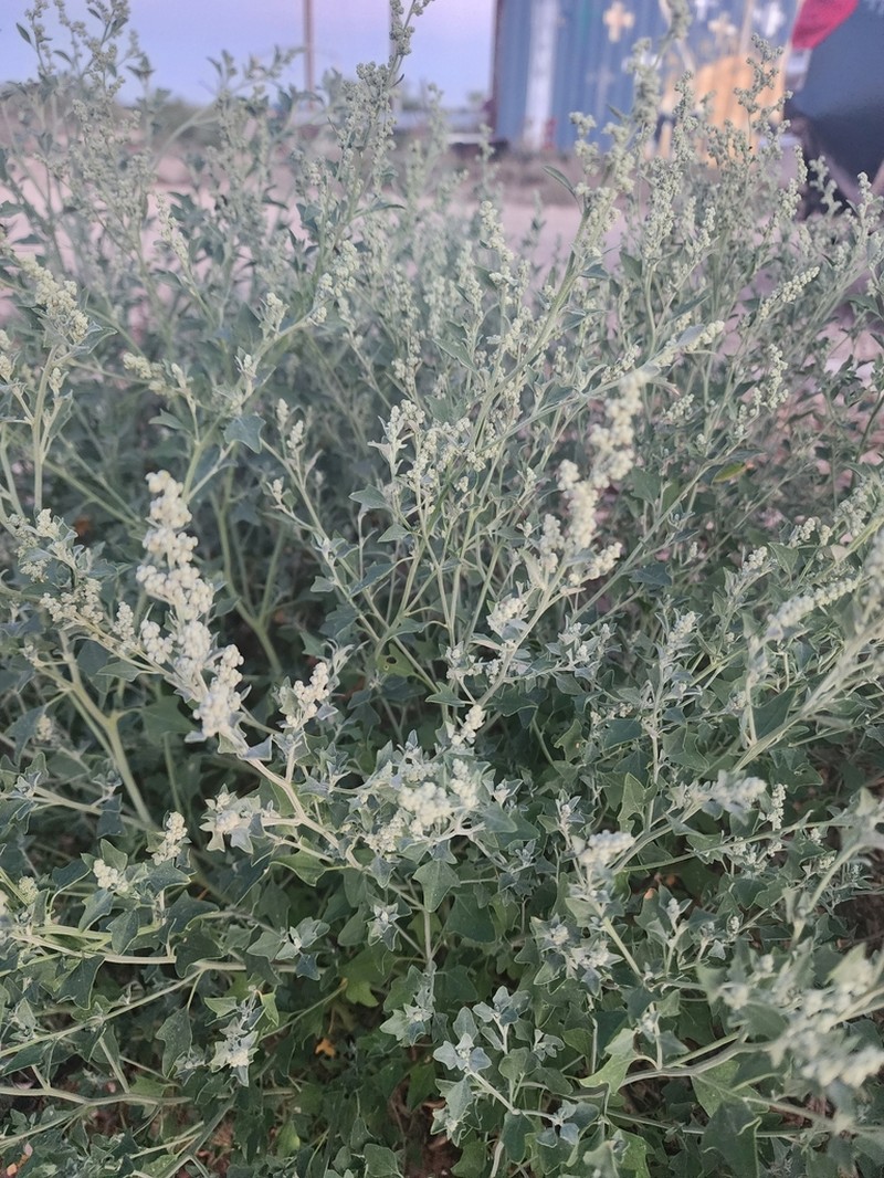 Mealy Goosefoot photo 4