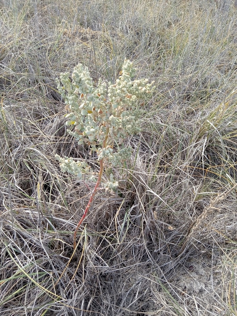 Mealy Goosefoot photo 5