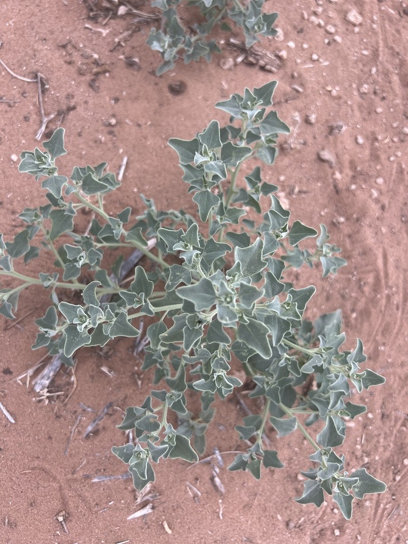 Mealy Goosefoot photo 6