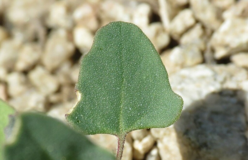 Mealy Goosefoot photo 7