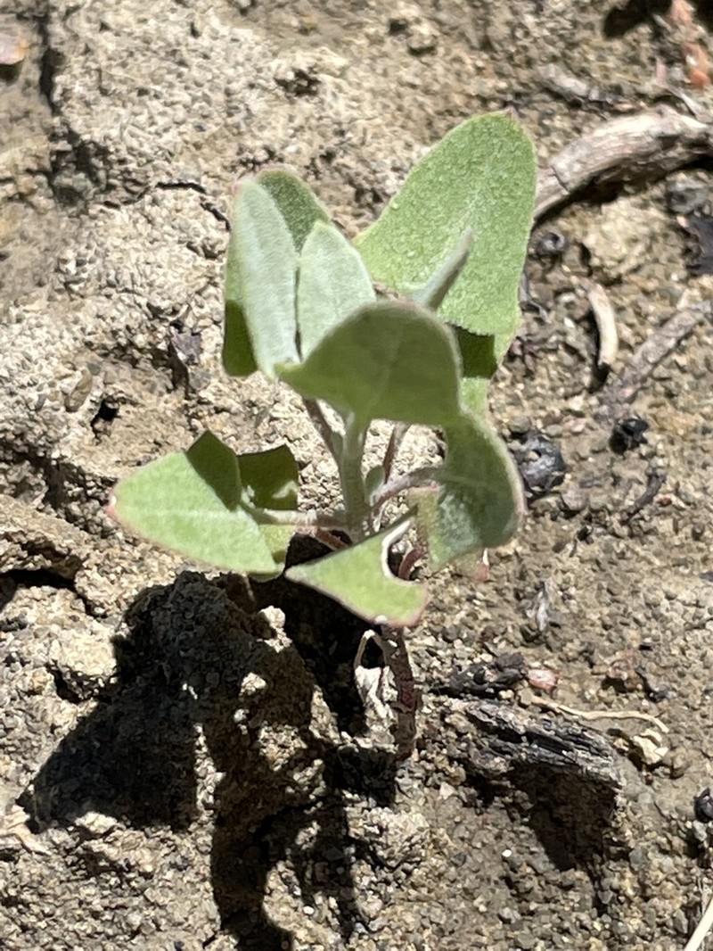 Mealy Goosefoot photo 8