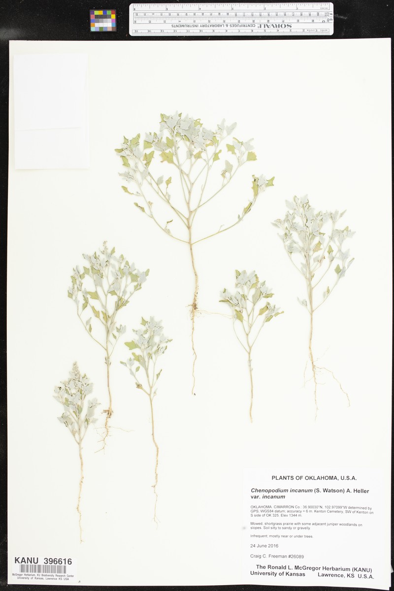 Chenopodium incanum var. incanum