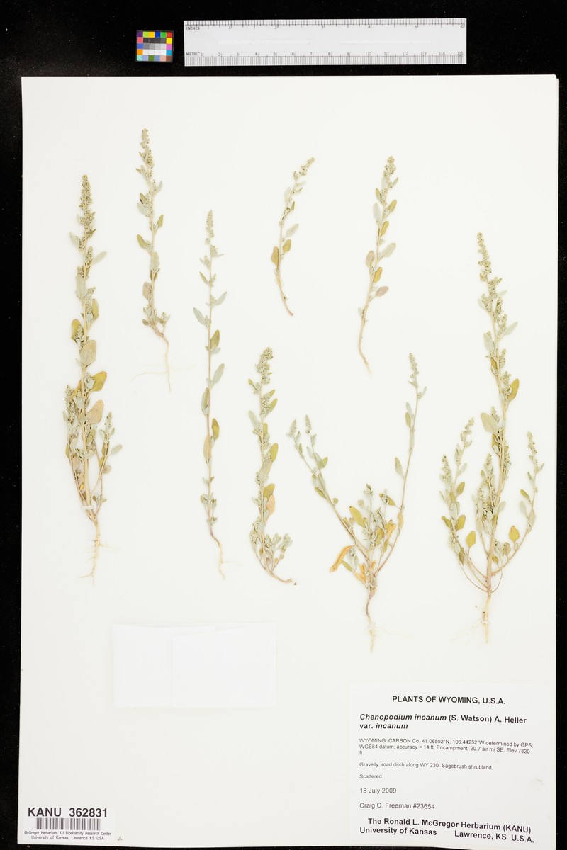 Chenopodium incanum var. incanum photo 2