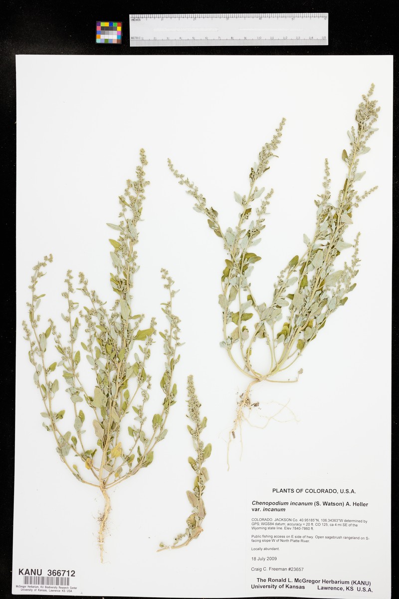 Chenopodium incanum var. incanum photo 4