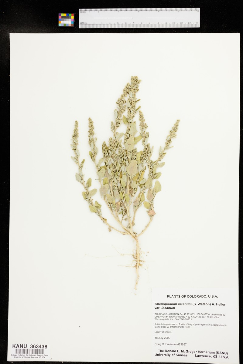 Chenopodium incanum var. incanum photo 5