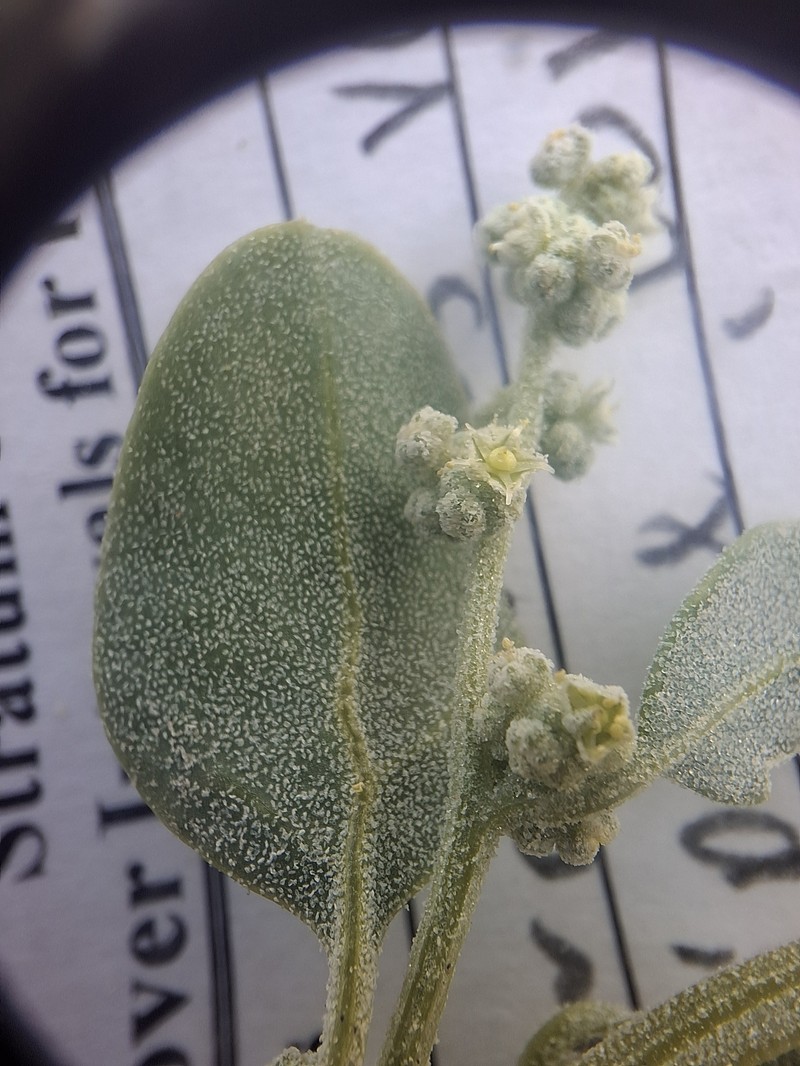 Chenopodium incanum var. occidentale