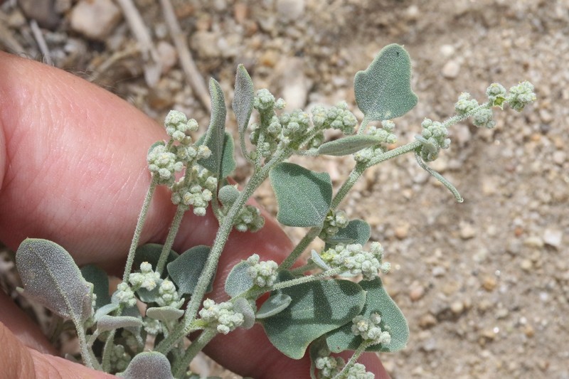 Chenopodium incanum var. occidentale photo 2