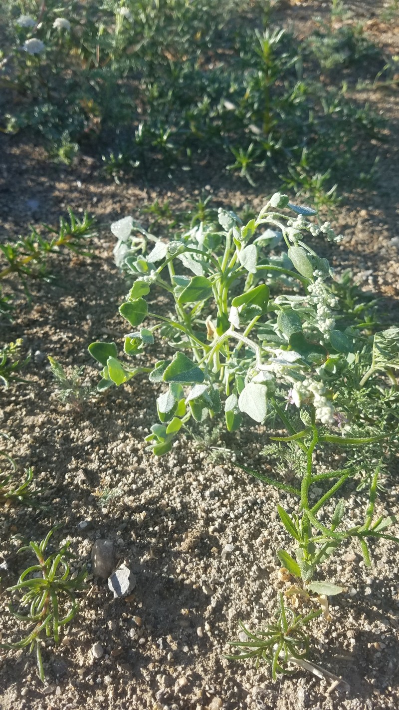 Chenopodium incanum var. occidentale photo 3