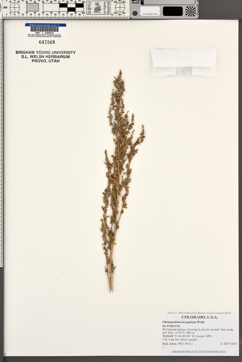 Chenopodium incognitum