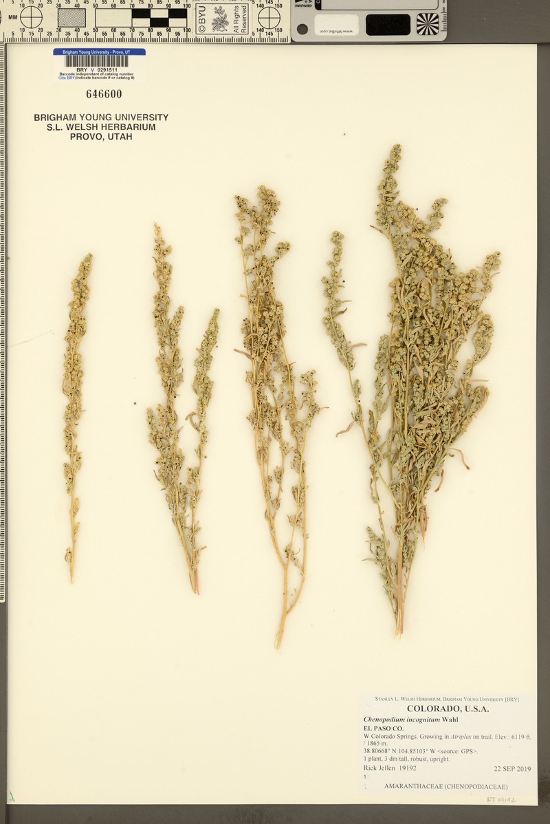 Chenopodium incognitum photo 2