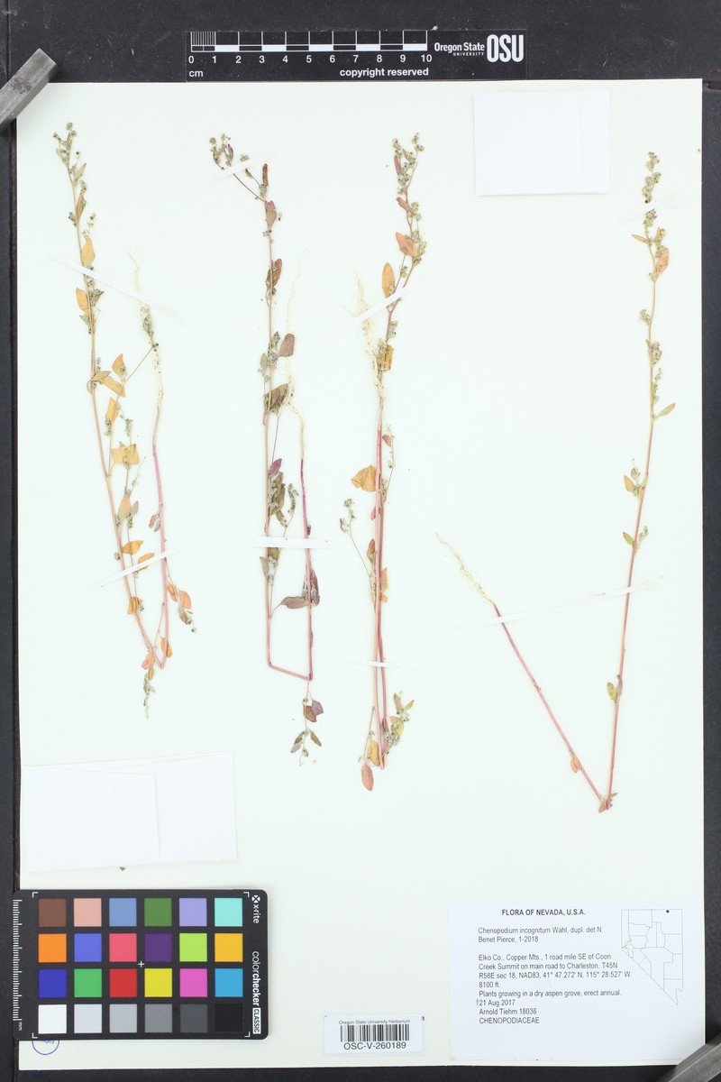 Chenopodium incognitum photo 3