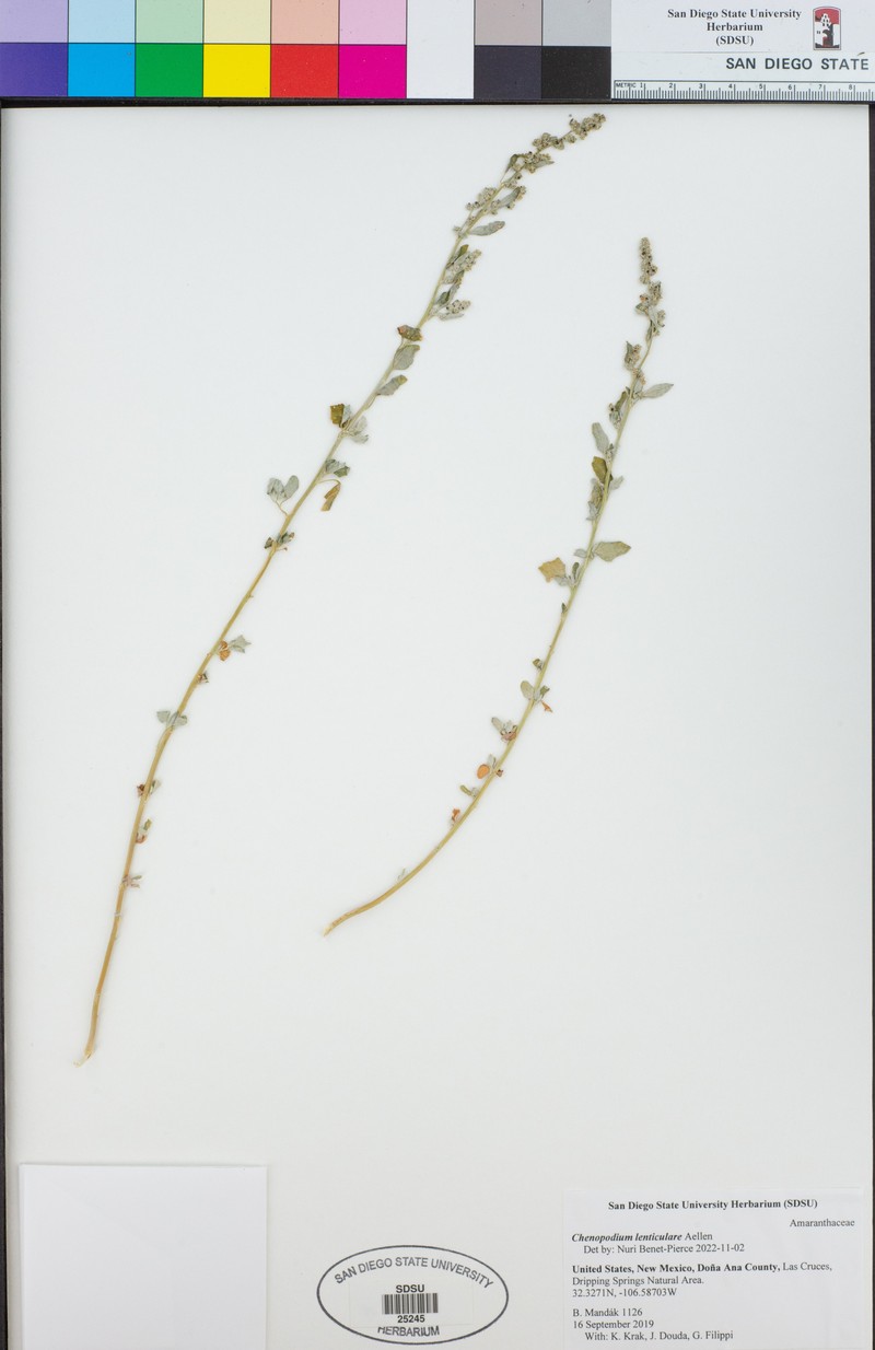 Chenopodium lenticulare