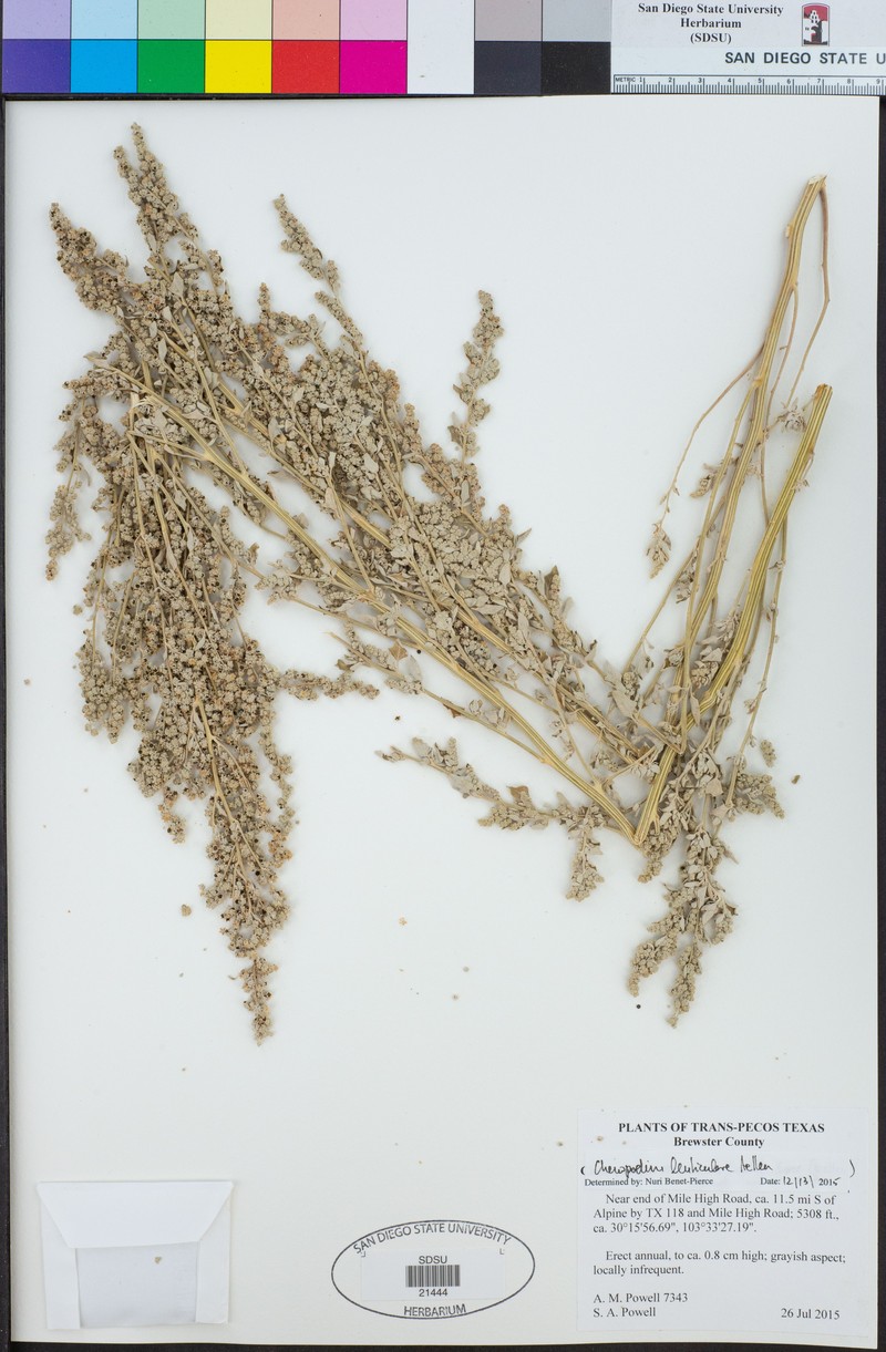 Chenopodium lenticulare photo 2