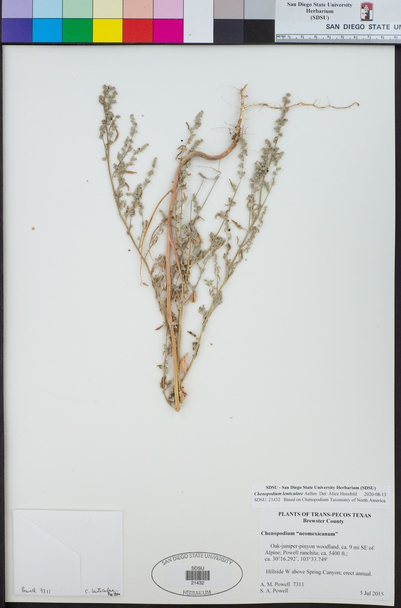 Chenopodium lenticulare photo 4