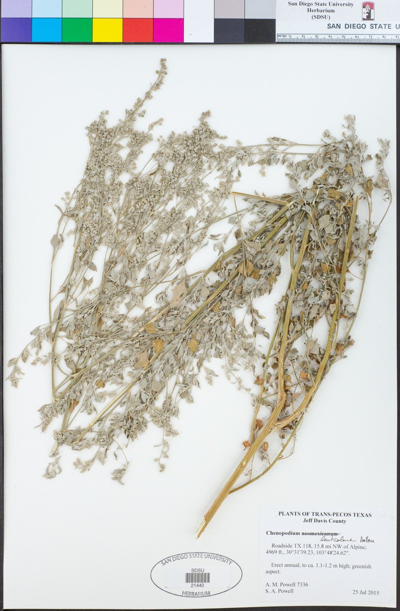 Chenopodium lenticulare photo 5