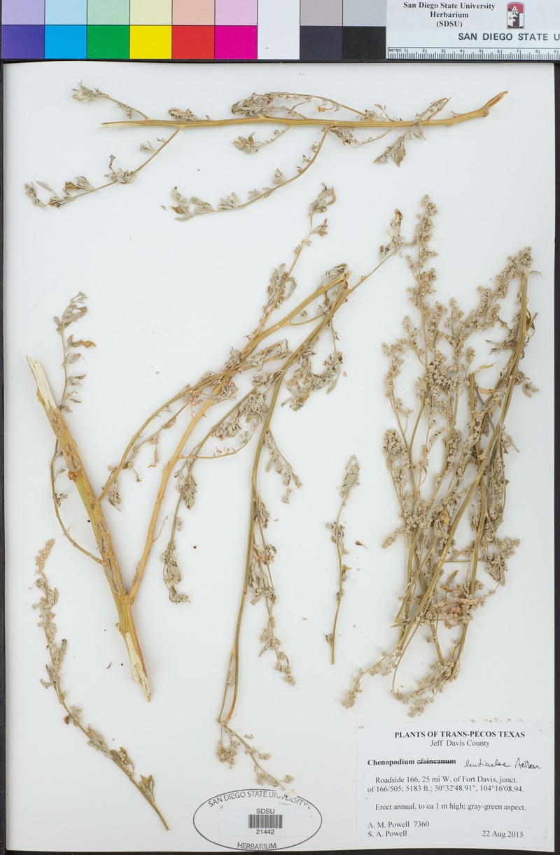 Chenopodium lenticulare photo 6