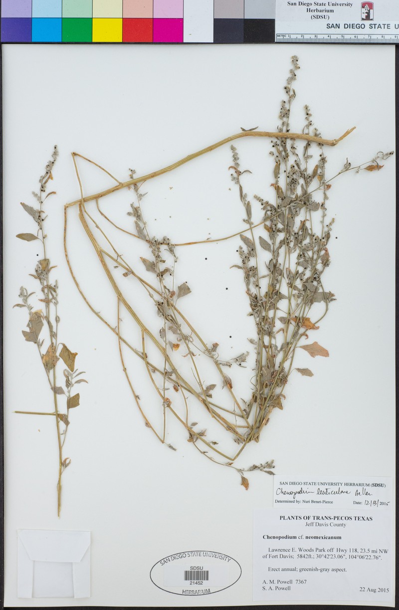 Chenopodium lenticulare photo 7
