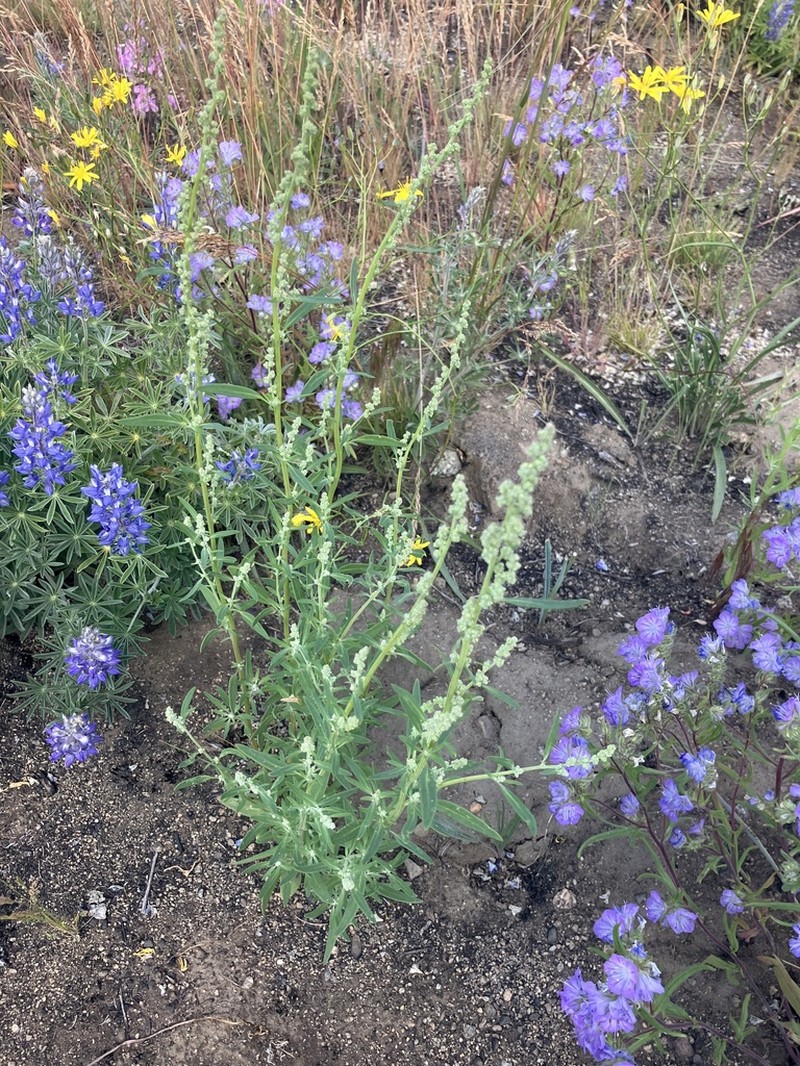 Narrowleaf Goosefoot