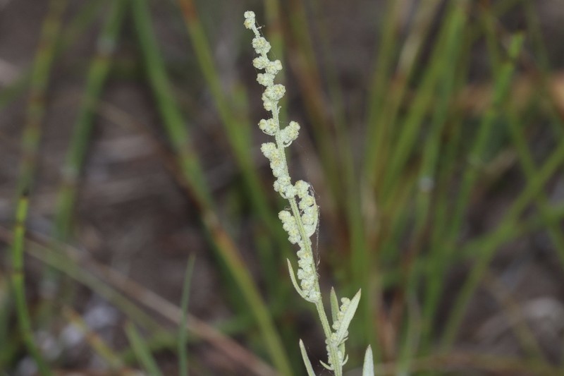 Narrowleaf Goosefoot photo 2