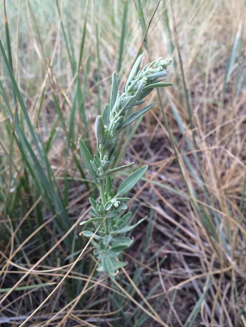 Narrowleaf Goosefoot photo 3